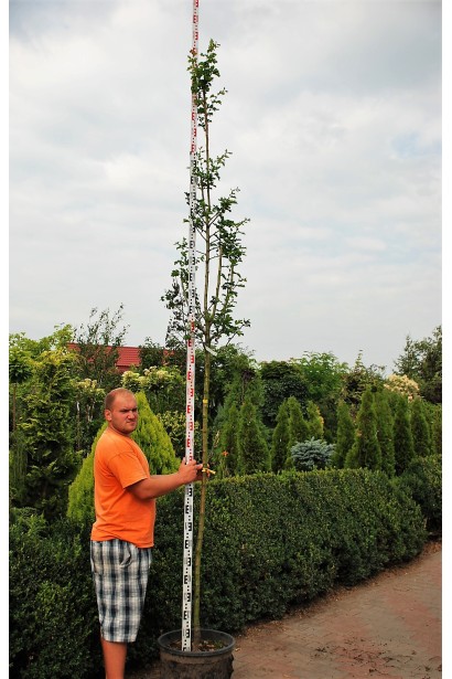 Глід звичайний Пол Скарлет - вис.3,0-3,4м/обх.ст.8-10/Ø40-50